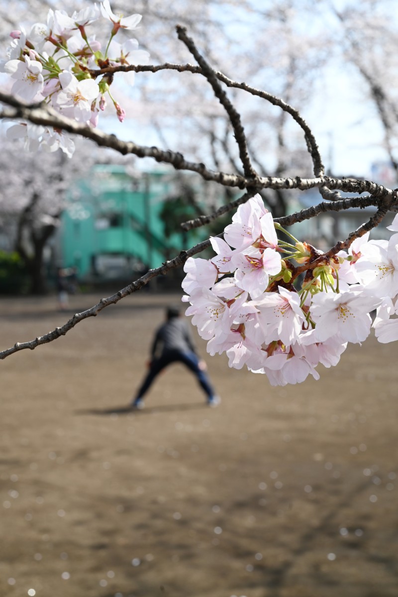 弊社周辺の桜スポット