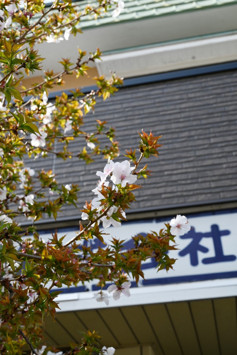 弊社周辺の桜スポット